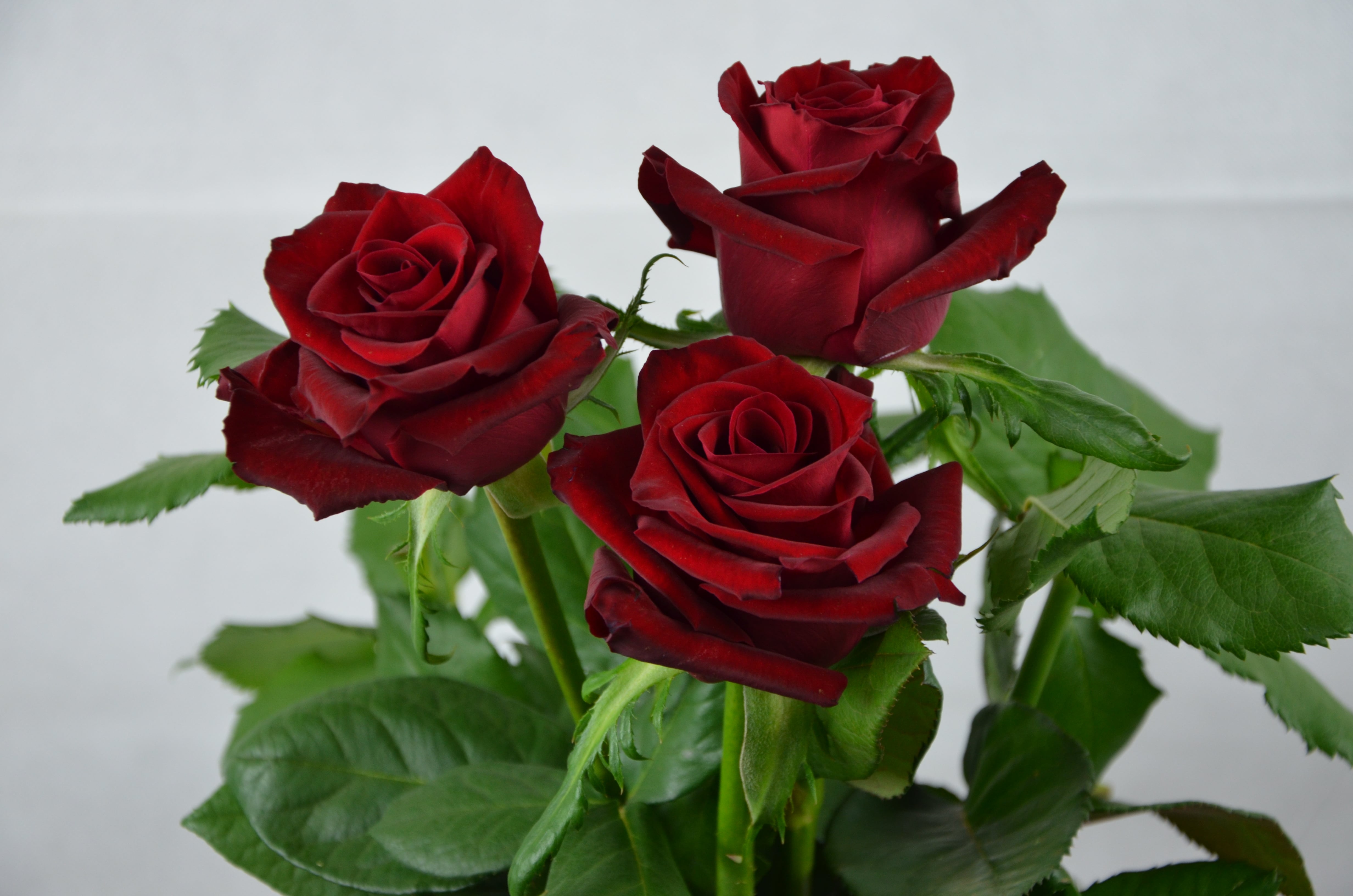 ROSE EVER RED 60